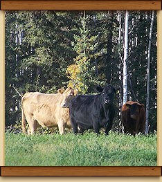 angus beef cattle