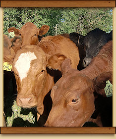 Group of Cows on Ranch